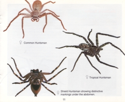 However, some Shield Huntsman Spider bites can result in prolonged pain, 