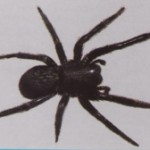 Black Widow Spidew