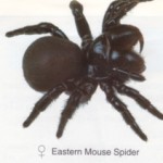 Eastern Mouse Spider
