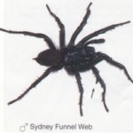 Sydney Funnel Web