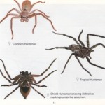 Huntsman Spider