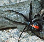 Redback Spider