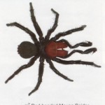 Red-Headed Mouse Spider