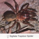 Sigillate Trapdoor Spider