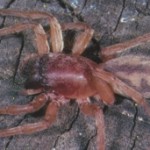 Stout Sac Spider